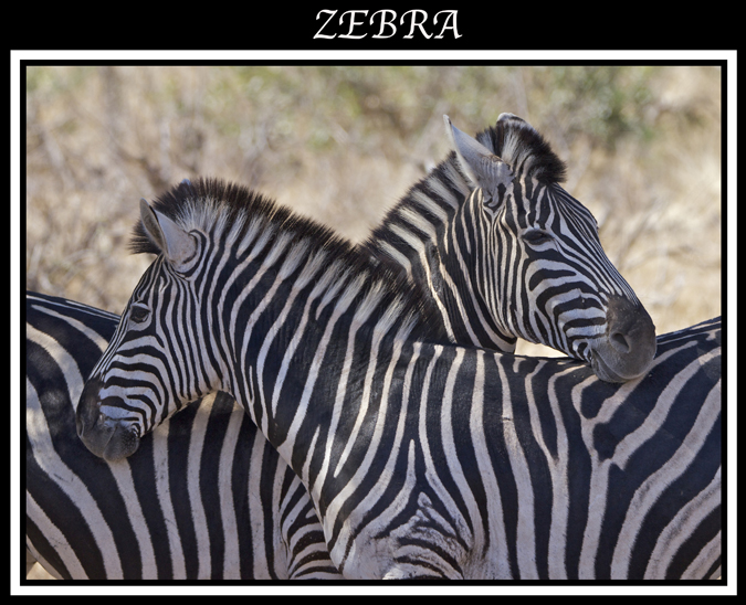 zebra.jpg