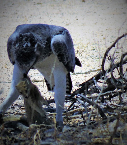 Juv. Martial Eagle with Mongoose Kill.JPG