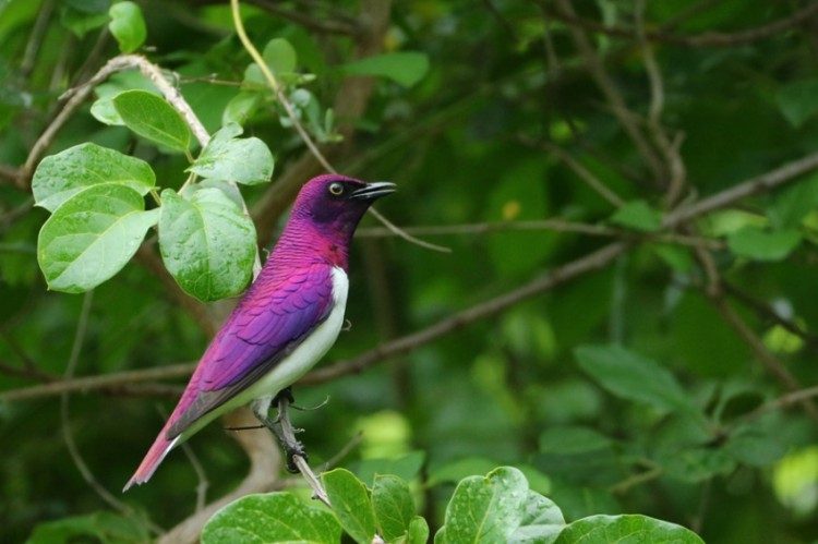 Plum-coloured Starling (Kruger)