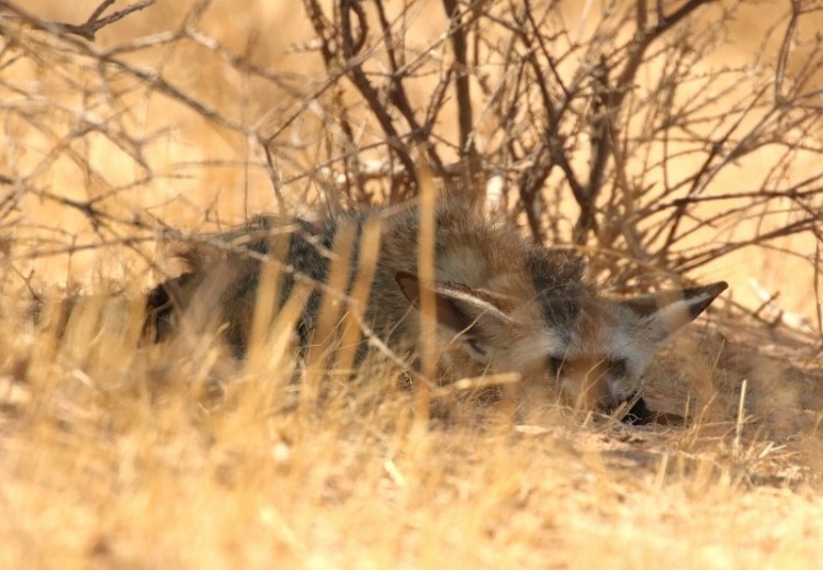 well hidden !!! but I saw you