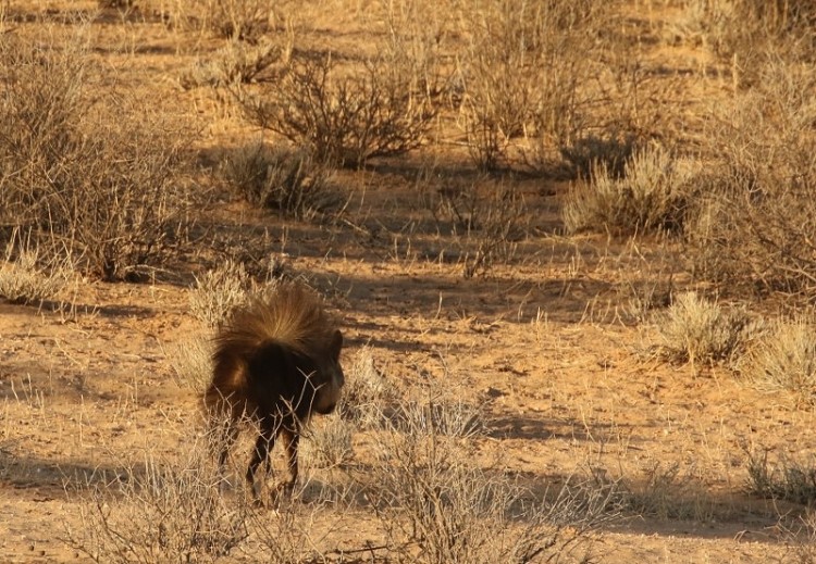 Brown Hyena