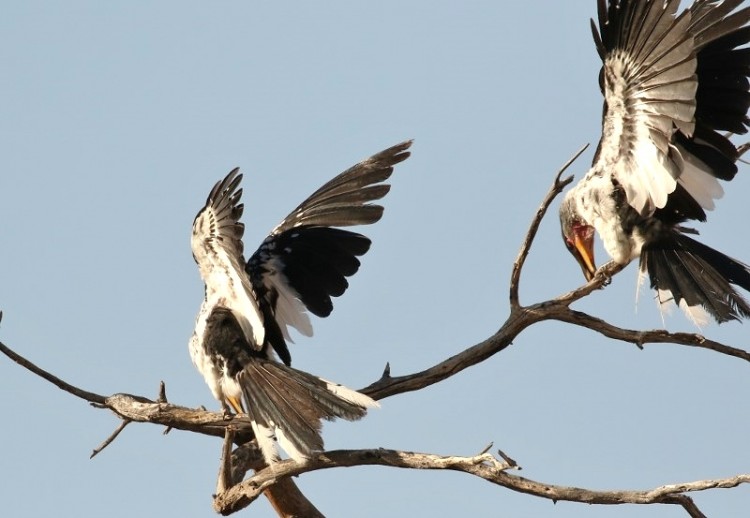 Southern Yellow-billed Hornbill