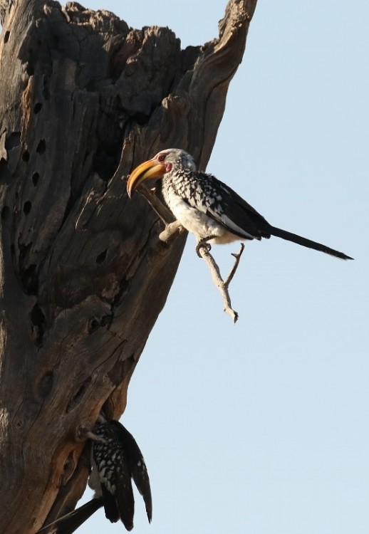 Southern Yellow-billed Hornbill