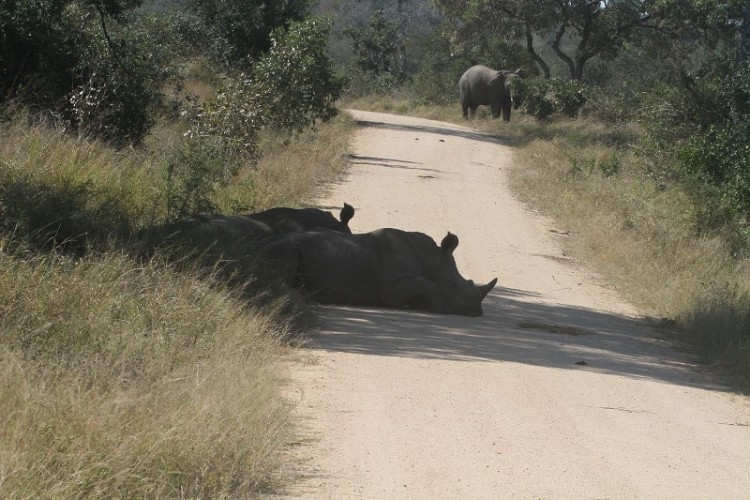Elephant + White Rhino