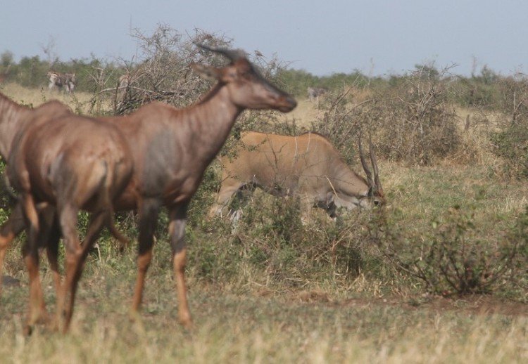 Eland + Tsessebe + zèbre
