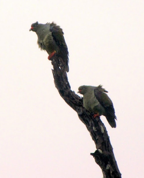 Very wet and very far away green pigeons in Kruger