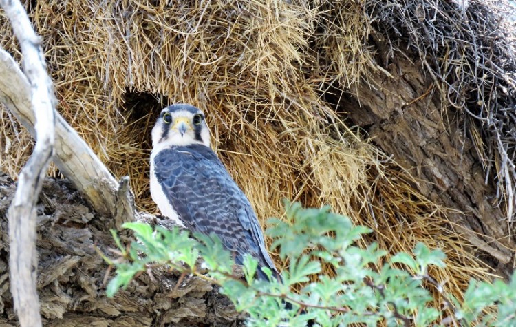 Lanner Falcon (3).JPG