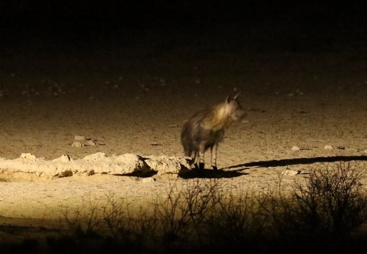 Brown Hyena