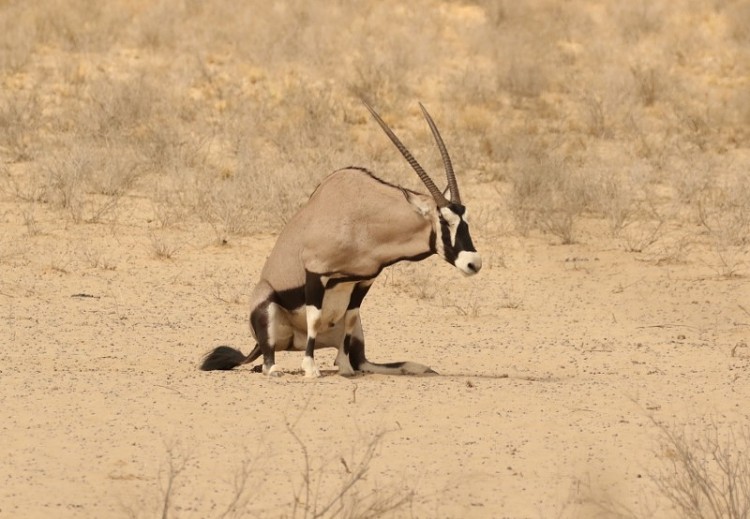 Oryx 13.11.2017