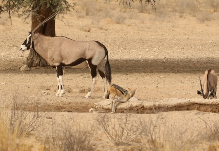 Black-backed Jackal +Oryx