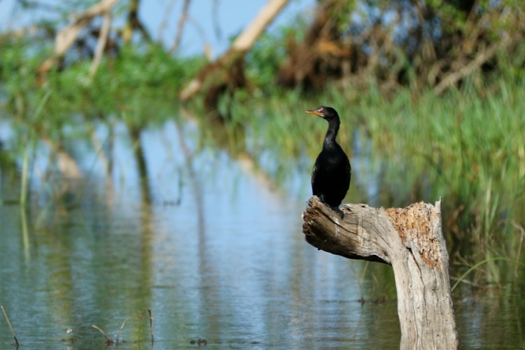 Reed Cormorant