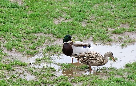 IMG_1679.JPG