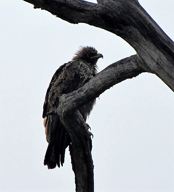 IMG_4468.JPG