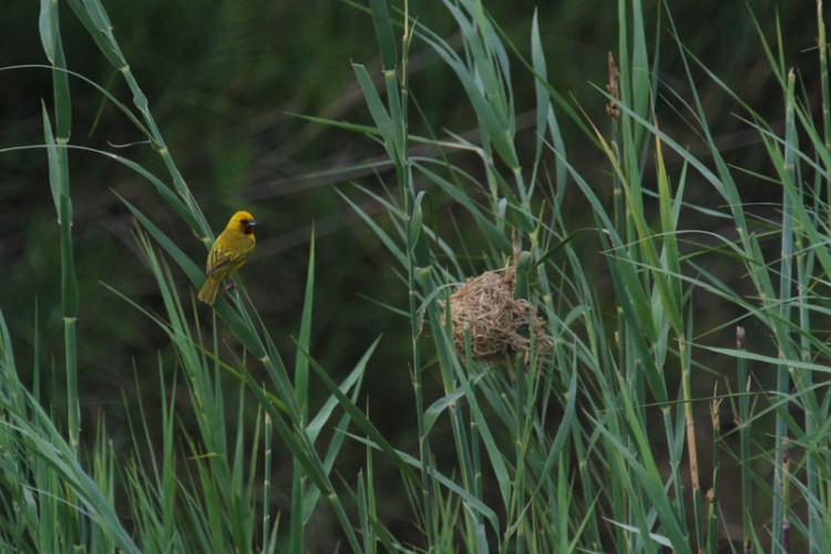 southern brown throated weaver cb.jpg