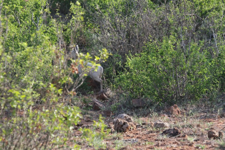 albino sharpes greysbok.jpg