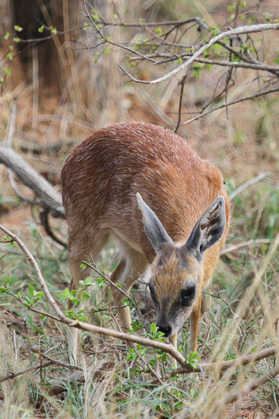 sharpes grysbok.jpg