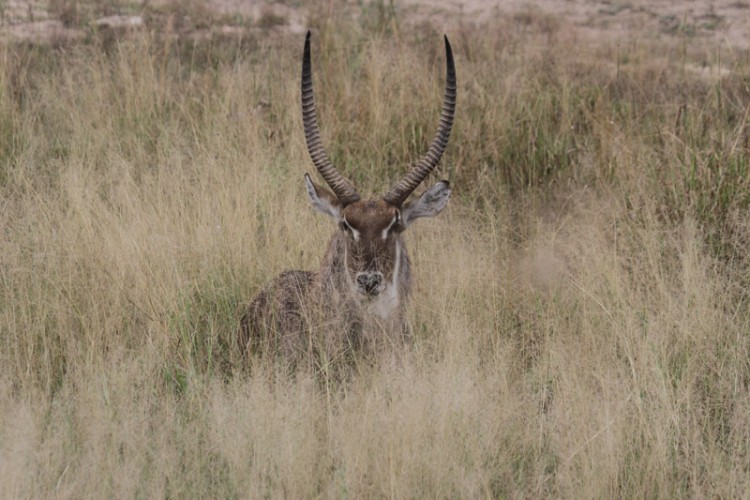 waterbuck s100.jpg