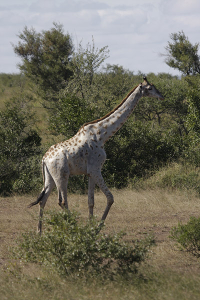 giraffe.jpg