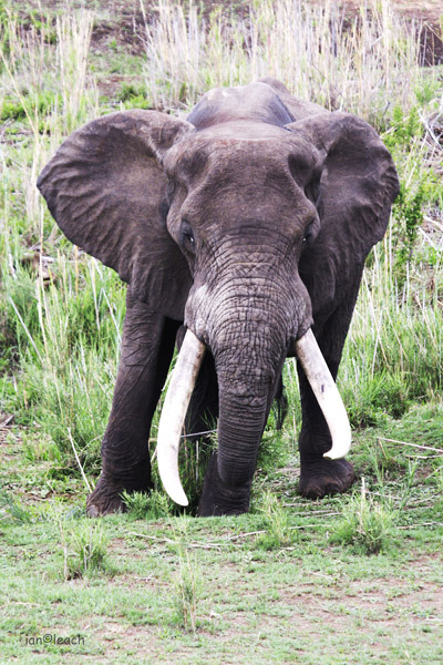 elephant letaba.jpg