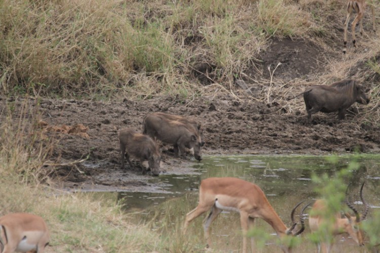 impala and warthog s28.jpg