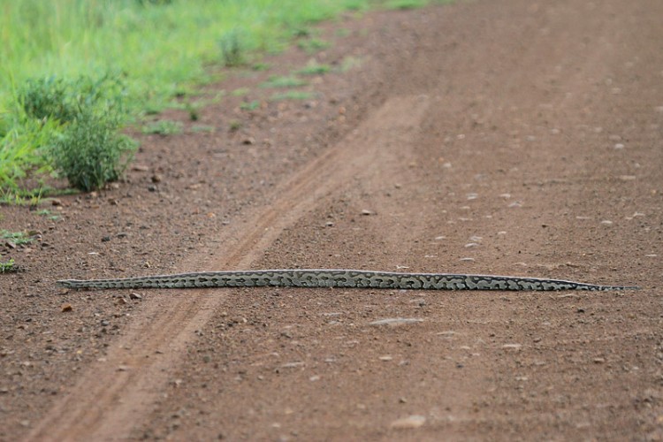 rock python.jpg