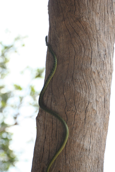 spotted bush snake.jpg