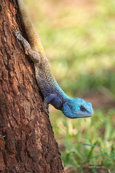 male tree agama.jpg