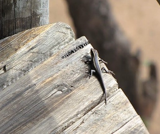 Common Striped Skink .JPG