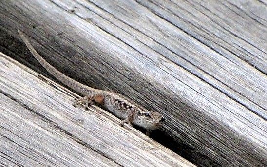 Variable Skink.JPG