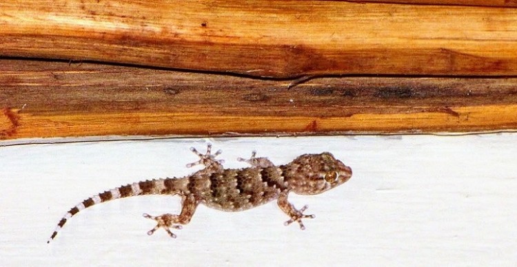 Gecko.JPG