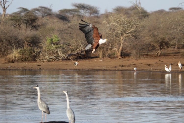african fish eagle grey heron saddle billed stork yellow billed stork  great egret.jpg