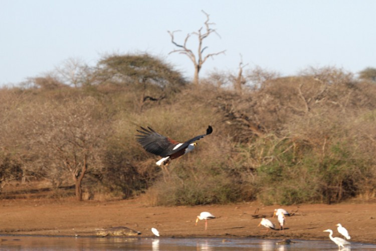 african fish eagle grey heron great  egret little egret yellow billed stork.jpg